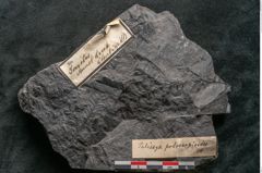 Foto (Detailansicht) von Palissya podocarpoides Ettingshausen (NHMW-GEO-2024-0188-10310)
